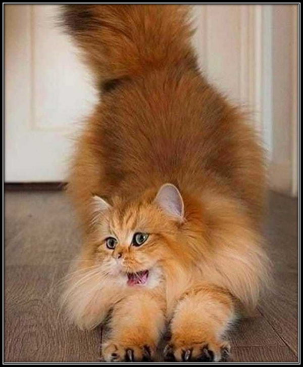 世界上沒有比貓更優雅、更完美的生物了！你不知道？