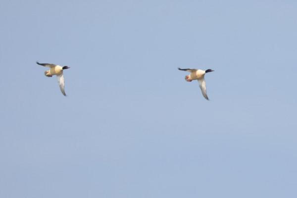 濱河溼地自然之境,鳥類“精靈”在此聚集 濱河溼地自然之境,鳥類“精靈”在此聚集