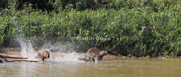 水豚如何在亞馬遜雨林中生存? 水豚如何在亞馬遜雨林中生存?