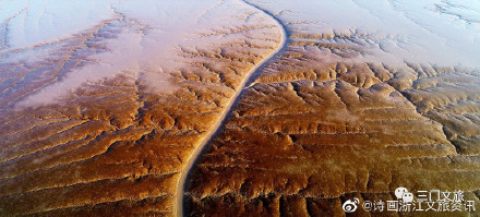 驚豔！三門海域又現“海上森林”奇觀