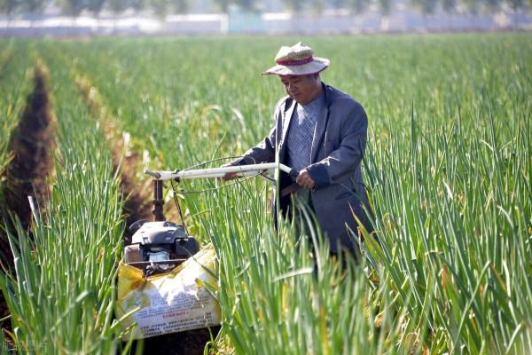 在農村種地能畝年收入10000元的農作物有哪些
