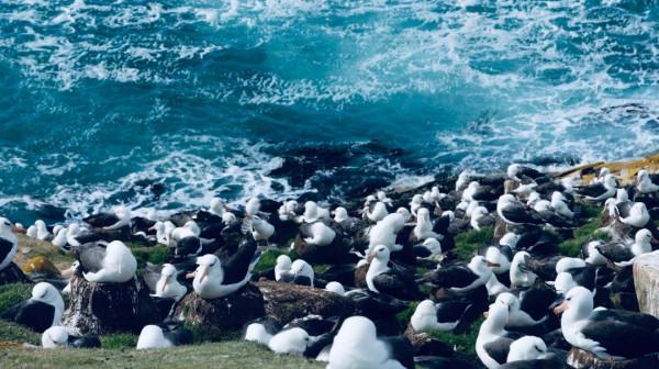 我們去南極結婚了 我們去南極結婚了