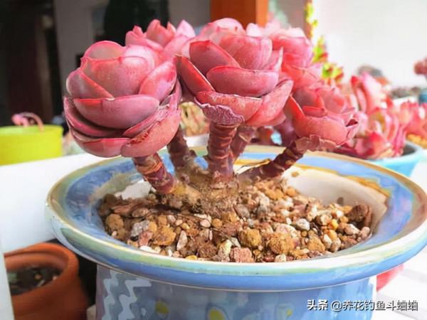 多肉秀妍是“爆崽小能手”，注意這三點，就可以輕輕鬆鬆變群生