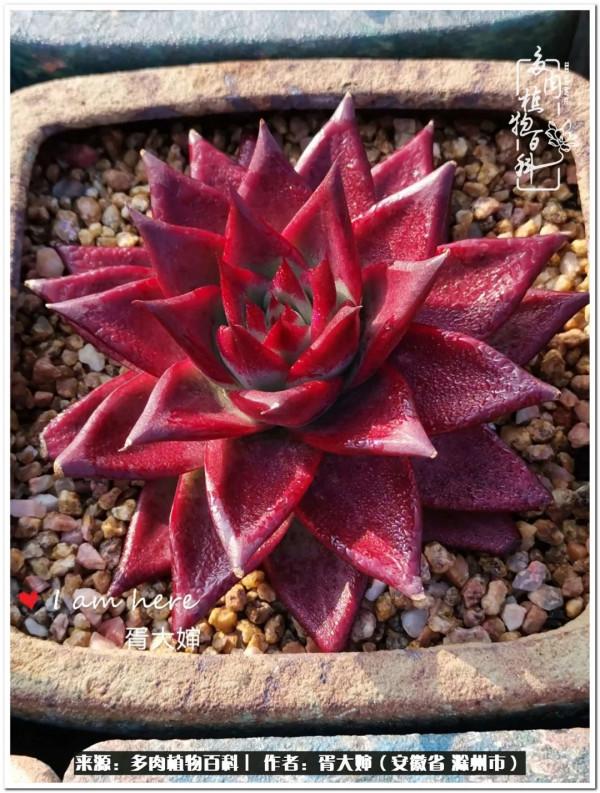 因多肉遇見滿滿的愛和美好，有多肉相伴，歲月生香