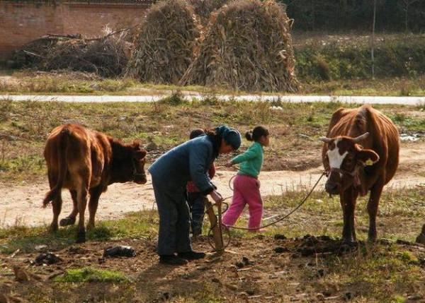 「散文」“牛事兒”散記