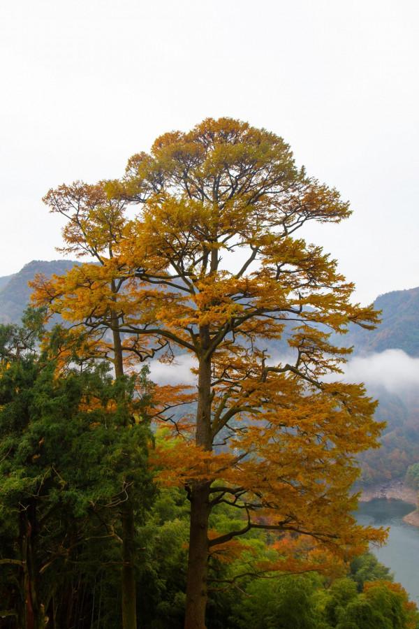 堵車、堵車、堵車，這個古村憑什麼讓遊客步行三公里入村？