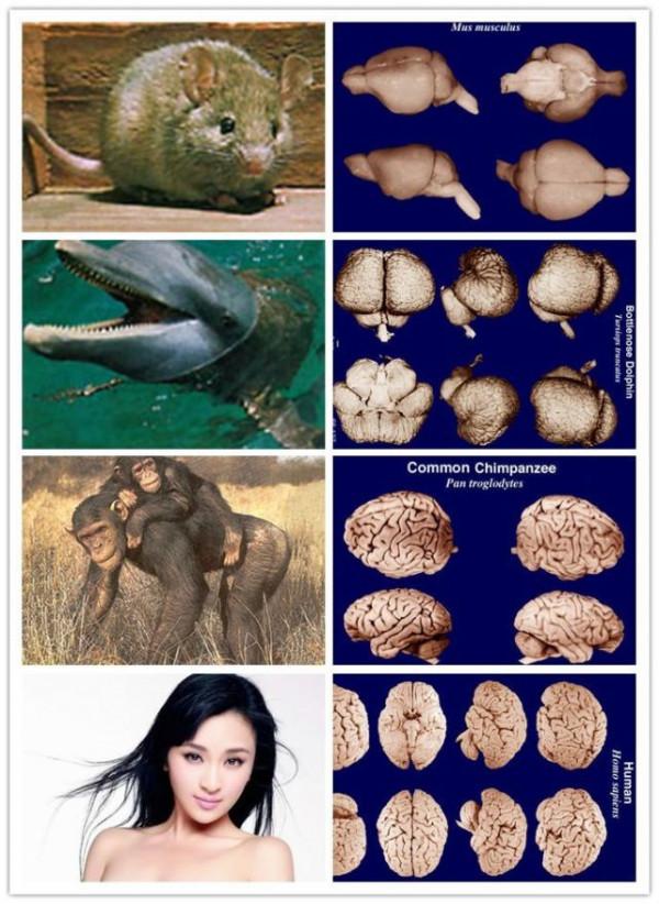 粒子都是無意識的，它們堆積在一起是怎麼形成有意識的生命的？