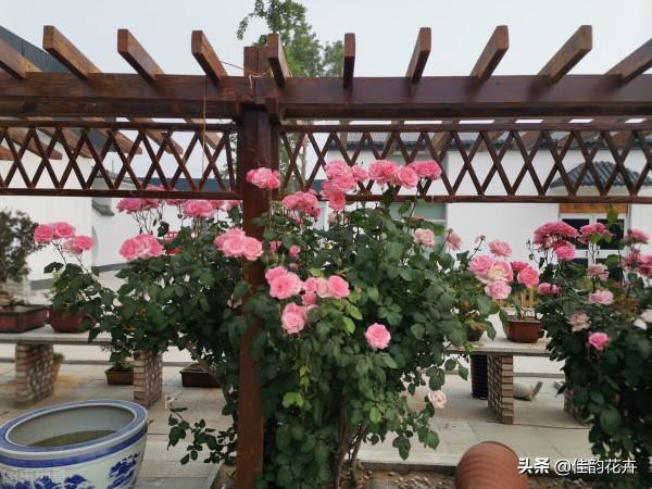 環保養花 月季少打藥 防治病蟲害的方法