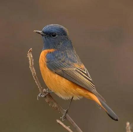100幅美麗的鳥圖欣賞