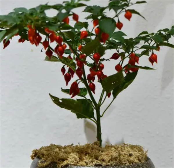 盆景趣聞：將辣椒養成老樁盆景是啥體驗？就算拿100斤辣椒都不換