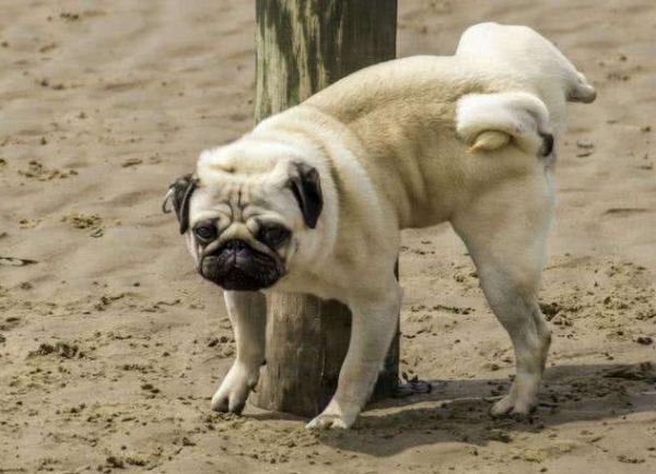 你可能不知道,其實這幾種方式,是老年狗在“告別” 你可能不知道,其實這幾種方式,是老年狗在“告別”