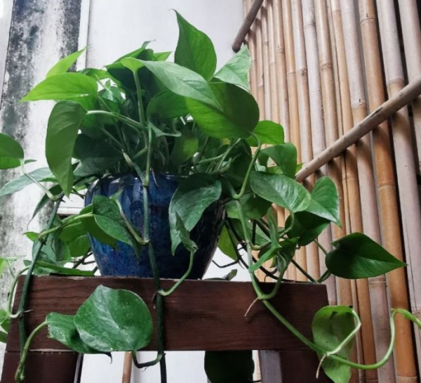 注意：少買這3種植物，雖然銷量高，但家庭盆栽很難達到預期