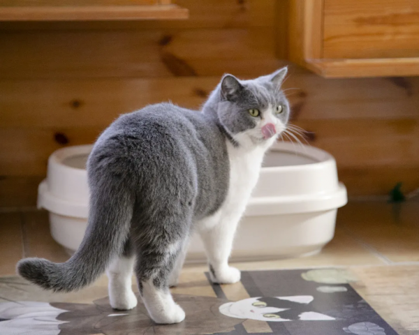 朵公主的可愛暴擊，你準備好了嗎