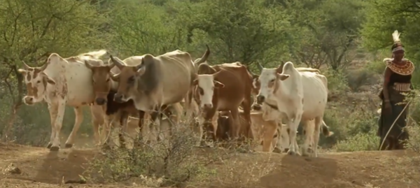 非洲原始部落:這群人結婚彩禮要給20頭牛加20只羊,你覺得多嗎? 非洲原始部落:這群人結婚彩禮要給20頭牛加20只羊,你覺得多嗎?