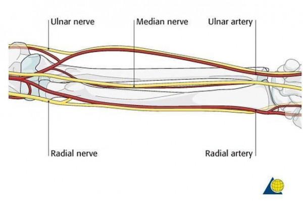 科學家發現一隻基因變異猩猩，有人類一樣的手指，它能進化成人呢