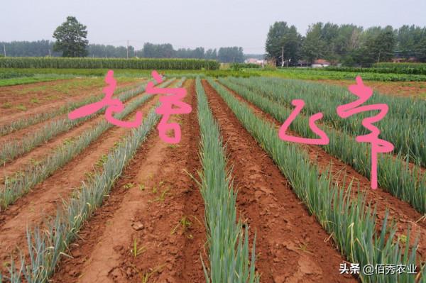 大蔥葉片出現白點幹尖，是哪種原因造成的？農業專家告訴你咋防治