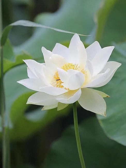 描寫荷花的優美語句，你喜歡哪句？