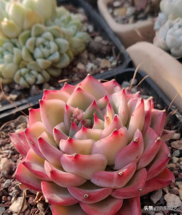 多肉怎麼養出狀態,滿足5大“需求”,根系發達,顏色更漂亮 多肉怎麼養出狀態,滿足5大“需求”,根系發達,顏色更漂亮