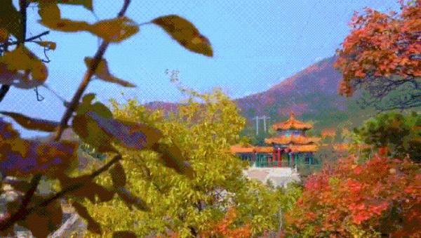 中秋好天氣,秋高氣爽爬山賞花過佳節! 中秋好天氣,秋高氣爽爬山賞花過佳節!