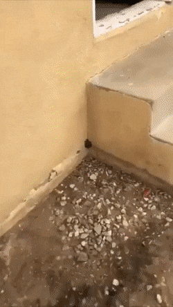 99個難得一見的照片，一塊下雨的雲，飛翔的虎鯨，維多利亞風服裝