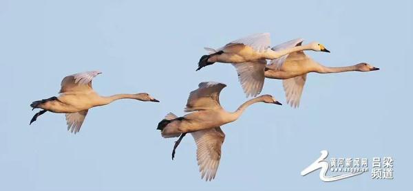 又到候鳥遷徙時