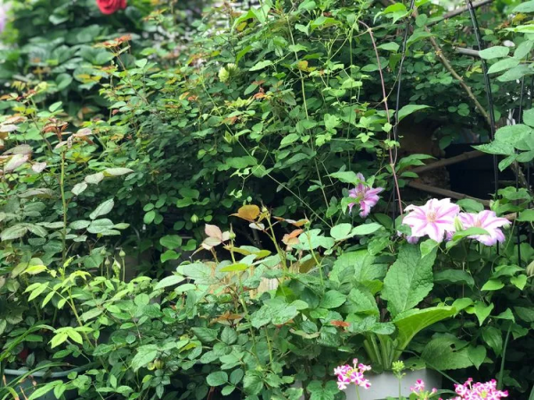 （2019）園丁獎露臺組《003號》一卷花薔 沉澱的時光