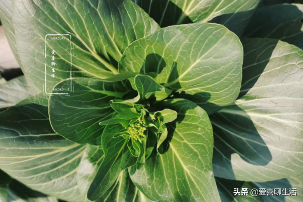 立春過後，記得多吃6菜，少吃3味，順應時節，補對營養，健康入春