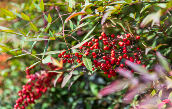 7種&OpenCurlyDoubleQuote;吉祥果&rdquo;家裡放一盆，鮮紅欲滴真可愛，喜氣洋洋顯&OpenCurlyDoubleQuote;富貴&rdquo;