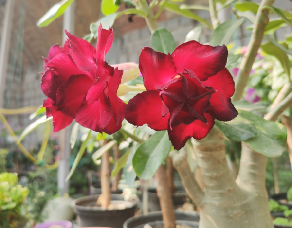 在家中養沙漠玫瑰，準備3樣&OpenCurlyDoubleQuote;小東西&rdquo;，讓它不爛根，持續開不停