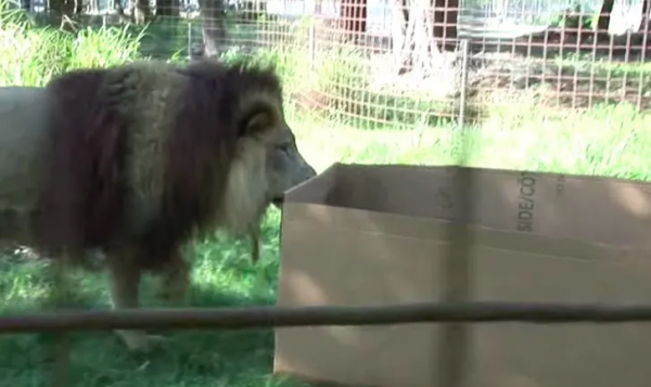 貓咪喜歡紙箱,那大貓呢?8種大型貓科動物實測,結果太可愛 貓咪喜歡紙箱,那大貓呢?8種大型貓科動物實測,結果太可愛