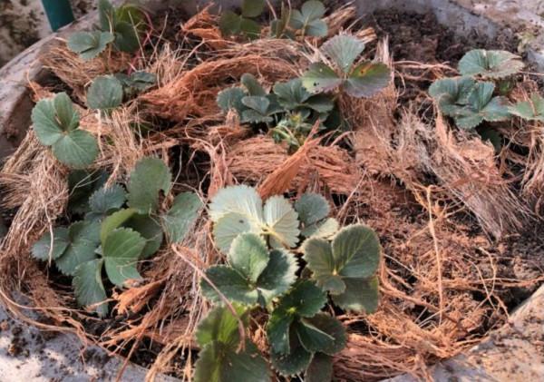 陽臺上種草莓,買點苗就能不斷繁殖,注意這點就能防止果實腐爛 陽臺上種草莓,買點苗就能不斷繁殖,注意這點就能防止果實腐爛