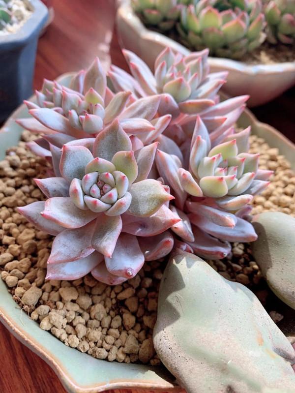 看了就想抱回家的多肉