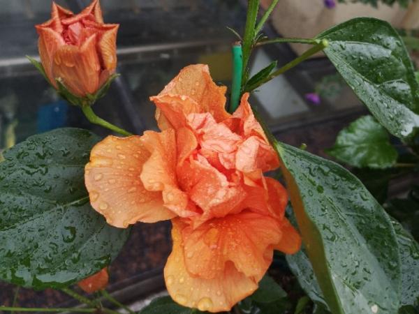 入秋一盆水，休眠的花“醒了”，猛長大花苞