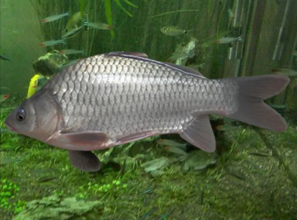 冬季野釣大板鯽，就選這兩個最佳時間段，一小時比平時半天還多