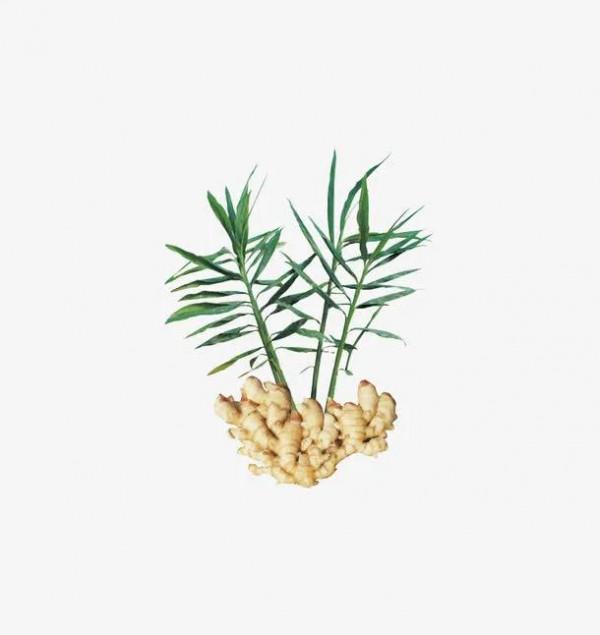 學中醫從認識中藥開始。生薑《解表藥》