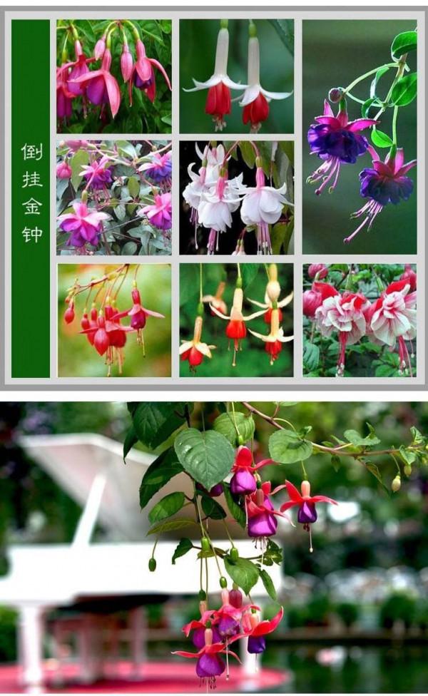 6種&OpenCurlyDoubleQuote;網紅花&rdquo;，喜歡可以買，顏值高，價格實惠，看著就&OpenCurlyDoubleQuote;歡喜&rdquo;