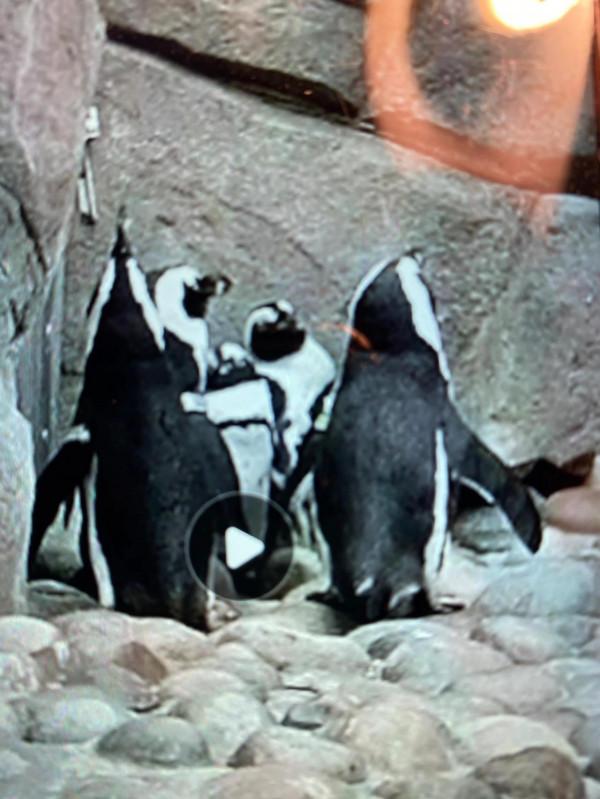 快來欣賞這些可愛的動物們