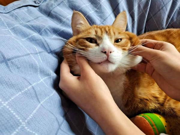 為什麼養過貓的人，都不建議養母貓呢？6個原因太戳心了