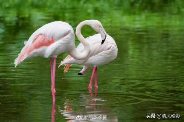 拍鳥買什麼相機，不是廣告是忠告（五）索尼半畫幅微單篇