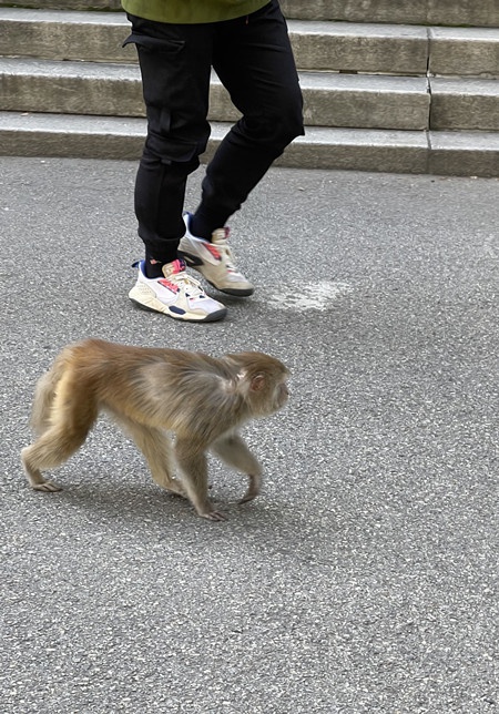 “猴哥”現身地大校園,和華科出現的是同一只嗎?專家鑑定為國家二級保護動物 “猴哥”現身地大校園,和華科出現的是同一只嗎?專家鑑定為國家二級保護動物