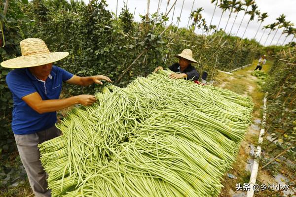 種了10年豆角，產量低可能澆水錯了，巧澆水豆角一茬一茬摘不完