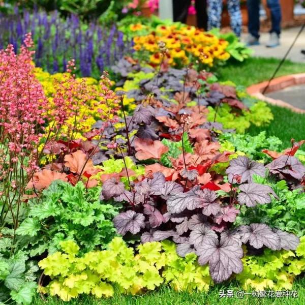 秋天買什麼花？這20種花建議選幾個，好看又好養，秋天買沒錯