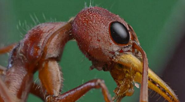 世界上最大的螞蟻 世界上最大的螞蟻