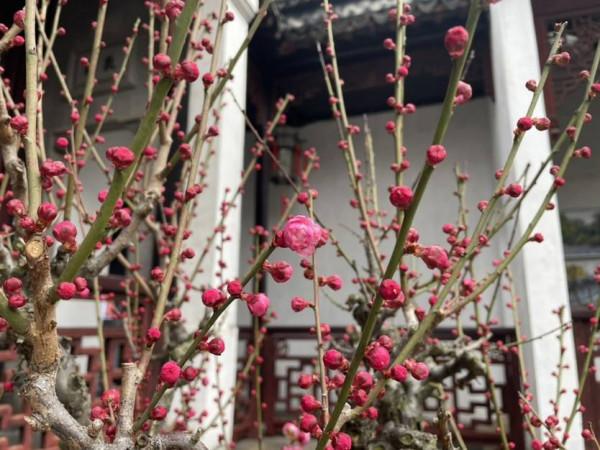 梅花香如故，蘇城這些賞梅好去處可以安排了