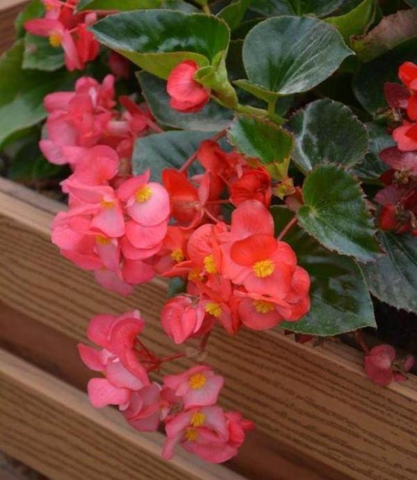 “海棠花”做好這“5步”,一年“花期”365天,天天開“新花” “海棠花”做好這“5步”,一年“花期”365天,天天開“新花”