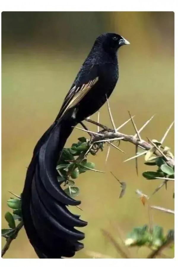 分享&mdash;&mdash;天生麗質的鳥兒