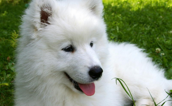 薩摩耶犬是否健康，可以這樣判斷