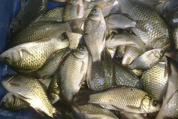 為什麼釣不到&OpenCurlyDoubleQuote;魚&rdquo;？