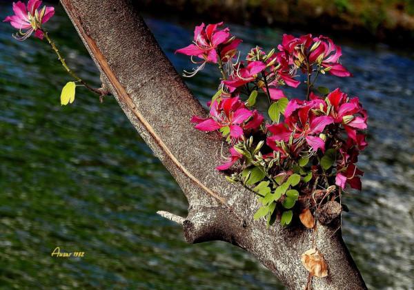 紫荊花，花大豔麗似彩蝶