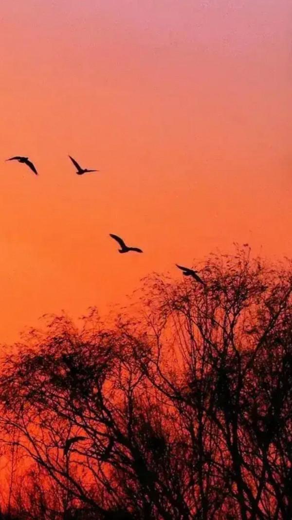 採桑子--重陽（原創）